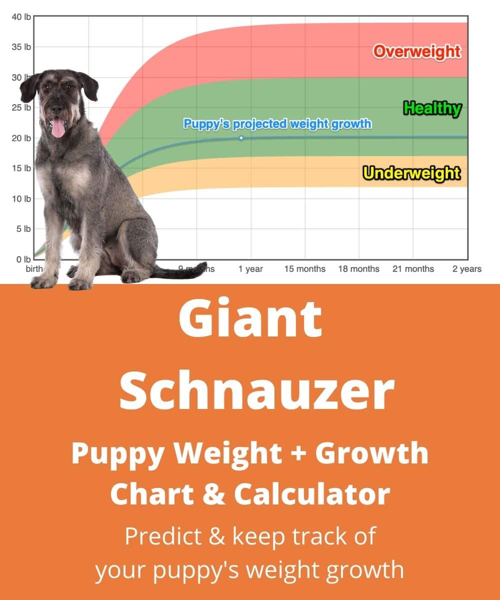 giant-schnauzer Puppy Weight Growth Chart